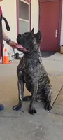 Gallant, a male Cane Corso for sale in Fremont, CA – 1 of 7