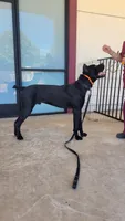 Vow, a female Cane Corso for sale in Fremont, CA – 2 of 6