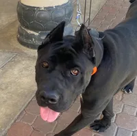 Vow, a female Cane Corso for sale in Fremont, CA – 6 of 6