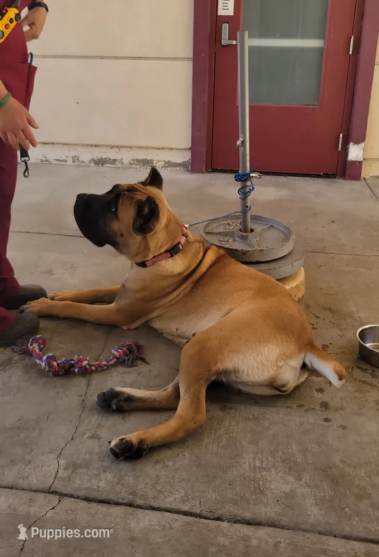 Brava – Cane Corso puppy for sale in Fremont, CA