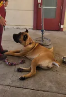 Brava, a female Cane Corso for sale in Fremont, CA – 1 of 6