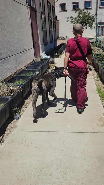 Gallant, a male Cane Corso for sale in Fremont, CA – 6 of 7