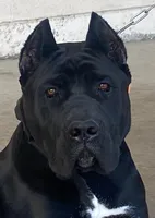 Vow, a female Cane Corso for sale in Fremont, CA – 4 of 6