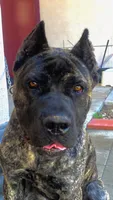 Gallant, a male Cane Corso for sale in Fremont, CA – 5 of 7