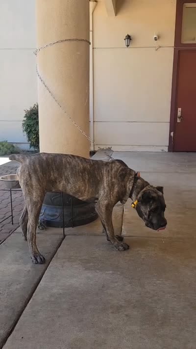 Virya, a male Cane Corso for sale in Fremont, CA – 5 of 5