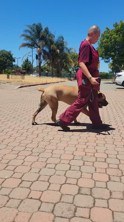 Fortis, a male Cane Corso for sale in Fremont, CA – 5 of 5