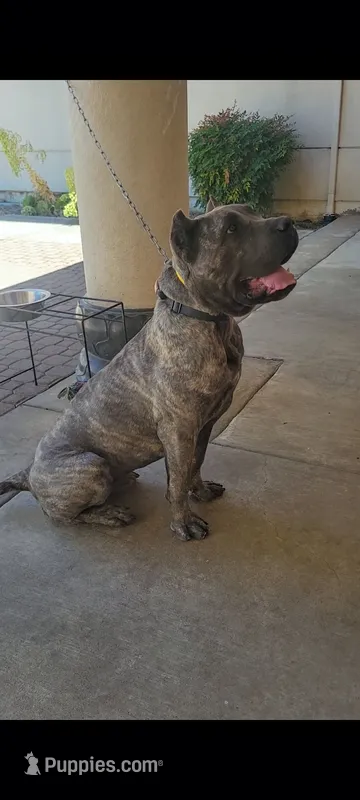 Virya – Cane Corso puppy for sale in Fremont, CA