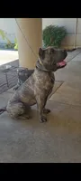Virya, a male Cane Corso for sale in Fremont, CA – 1 of 5