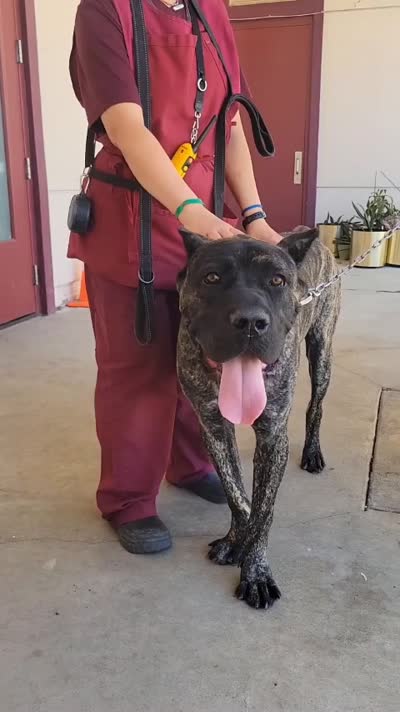 Gallant, a male Cane Corso for sale in Fremont, CA – 7 of 7