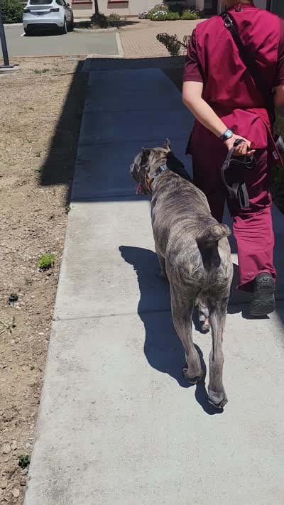 Virya, a male Cane Corso for sale in Fremont, CA – 4 of 5