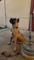 Brava, a female Cane Corso for sale in Fremont, CA – 3 of 6