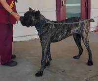 Gallant, a male Cane Corso for sale in Fremont, CA – 5 of 7