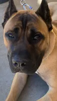 Fortis, a male Cane Corso for sale in Fremont, CA – 4 of 5