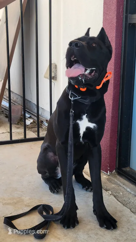 Vow – Cane Corso puppy for sale in Fremont, CA