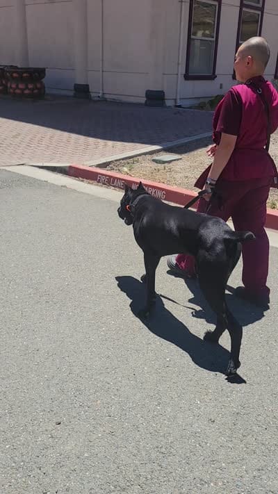 Vow, a female Cane Corso for sale in Fremont, CA – 5 of 6