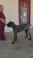 Gallant, a male Cane Corso for sale in Fremont, CA – 4 of 7