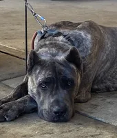 Virya, a male Cane Corso for sale in Fremont, CA – 3 of 5