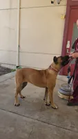 Brava, a female Cane Corso for sale in Fremont, CA – 2 of 6
