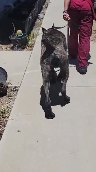 Gallant, a male Cane Corso for sale in Fremont, CA – 6 of 7