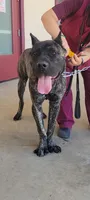 Gallant, a male Cane Corso for sale in Fremont, CA – 2 of 7