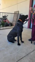 Vow, a female Cane Corso for sale in Fremont, CA – 3 of 6