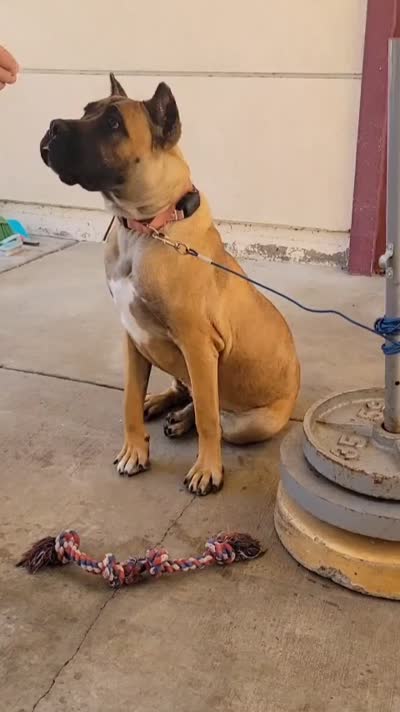 Brava, a female Cane Corso for sale in Fremont, CA – 5 of 6