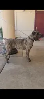 Virya, a male Cane Corso for sale in Fremont, CA – 2 of 5