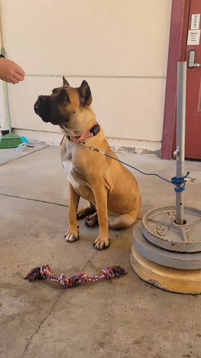 Brava, a female Cane Corso for sale in Fremont, CA – 6 of 6