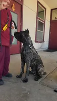 Gallant, a male Cane Corso for sale in Fremont, CA – 3 of 7