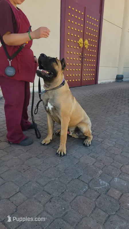 Fortis – Cane Corso puppy for sale in Fremont, CA