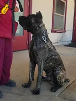 Gallant, a male Cane Corso for sale in Fremont, CA – 4 of 7