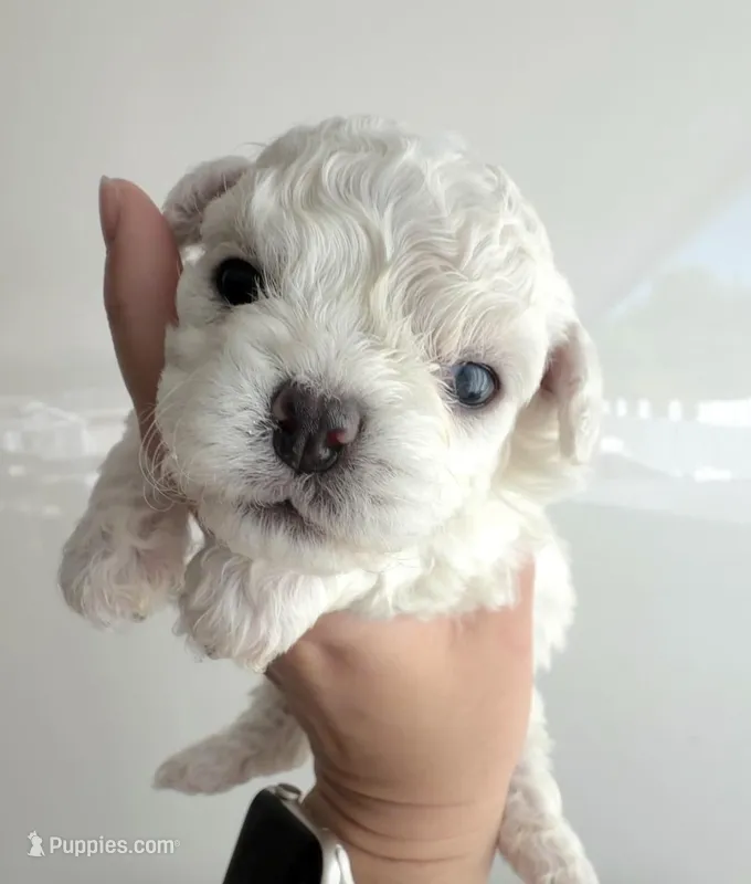 Ducky – Bichon Frise puppy for sale in Chino, CA