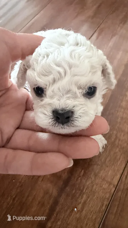 Chucky – Bichon Frise puppy for sale in Chino, CA