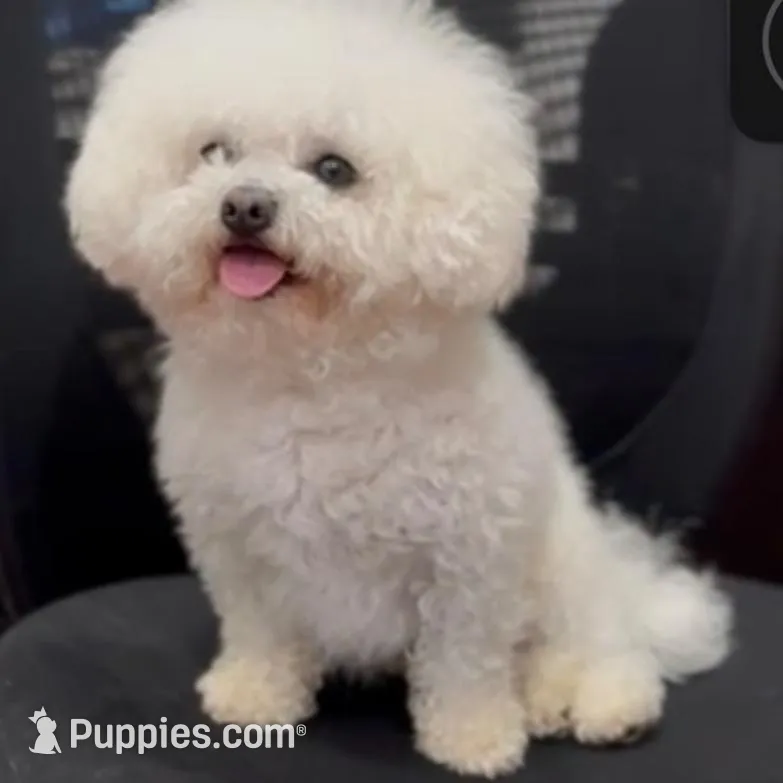 Lucky , a male Bichon Frise for sale in Chino, CA – Photo 2 of 3