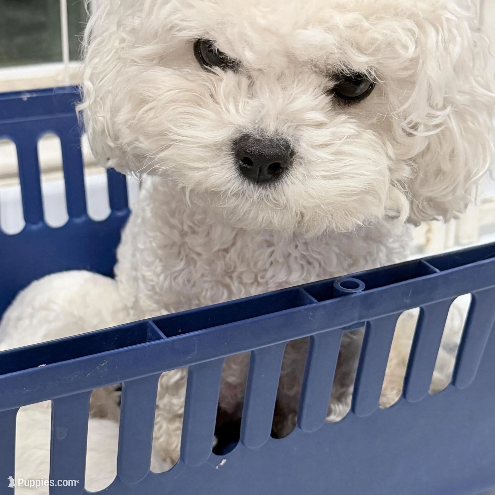 Lucky , a male Bichon Frise for sale in Chino, CA – Photo 3 of 3