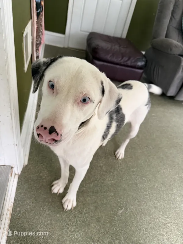 Maverick *DEAF* – Australian Shepherd, Labrador Retriever puppy for sale in York, SC