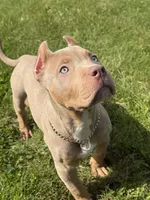 Versace, a female American Bully for sale in North Tonawanda, NY – 2 of 7