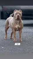 Versace, a female American Bully for sale in North Tonawanda, NY – 6 of 7