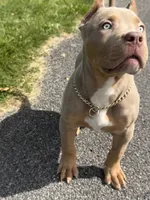 Versace, a female American Bully for sale in North Tonawanda, NY – 3 of 7