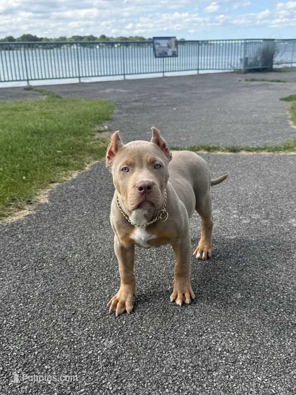 Versace – American Bully puppy for sale in North Tonawanda, NY