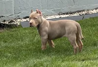 Versace, a female American Bully for sale in North Tonawanda, NY – 5 of 7
