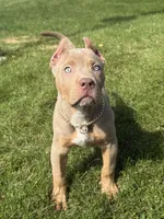 Versace, a female American Bully for sale in North Tonawanda, NY – 4 of 7