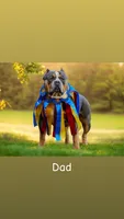 Versace, a female American Bully for sale in North Tonawanda, NY – 7 of 7