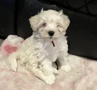 Stevie, a male Miniature Schnauzer for sale in Seattle, WA – Photo 6 of 10