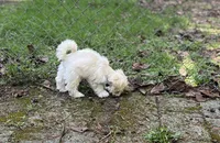 Stevie, a male Miniature Schnauzer for sale in Seattle, WA – Photo 9 of 10