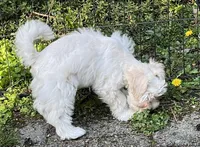 Stevie, a male Miniature Schnauzer for sale in Seattle, WA – Photo 2 of 10