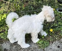 Stevie, a male Miniature Schnauzer for sale in Seattle, WA – Photo 1 of 10