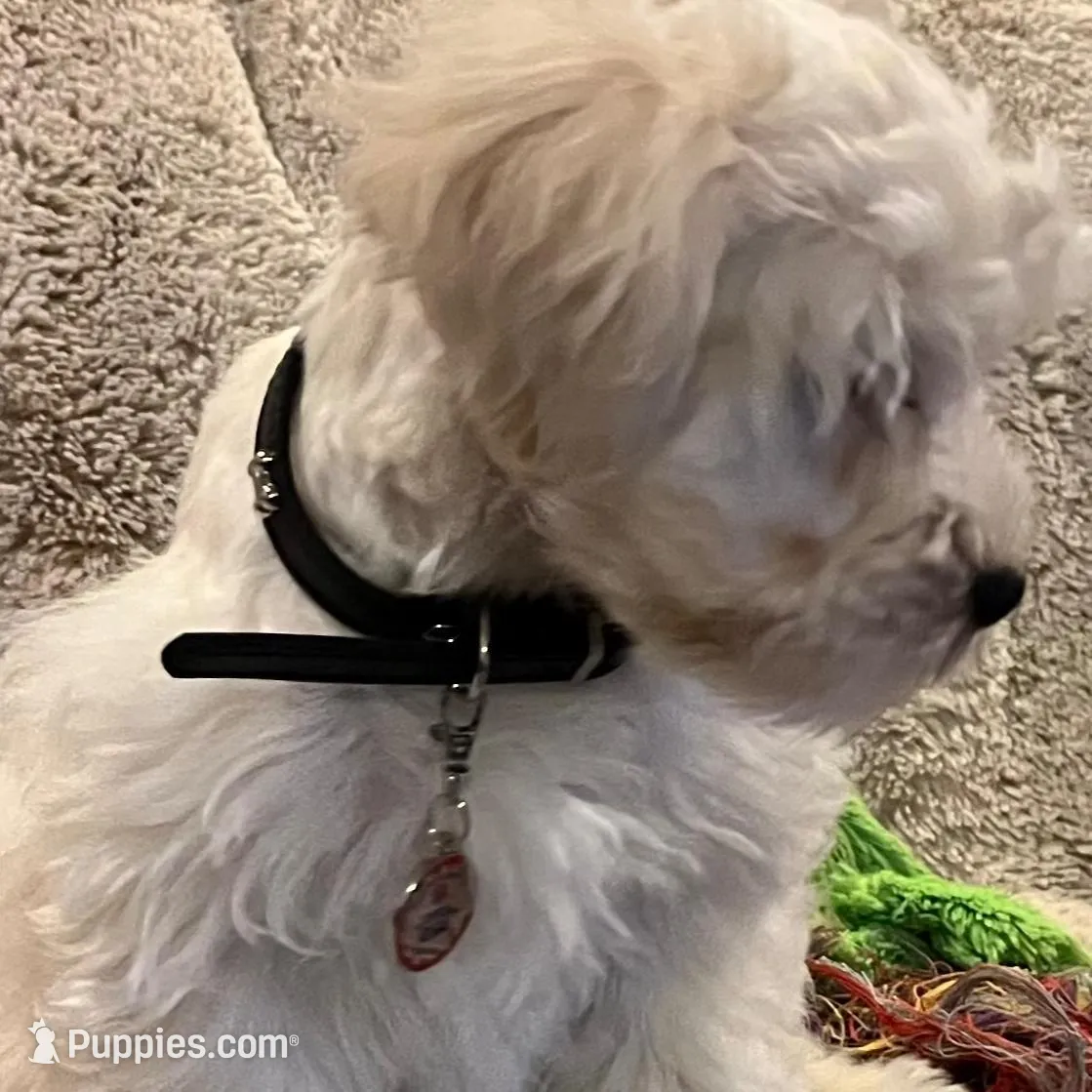 Stevie, a male Miniature Schnauzer for sale in Seattle, WA – Photo 3 of 10