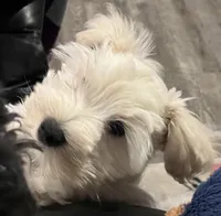 Stevie, a male Miniature Schnauzer for sale in Seattle, WA – Photo 4 of 10