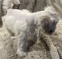 Stevie, a male Miniature Schnauzer for sale in Seattle, WA – Photo 10 of 10